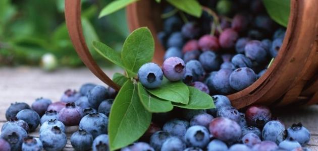 مزایای توت های آبی - موضوع