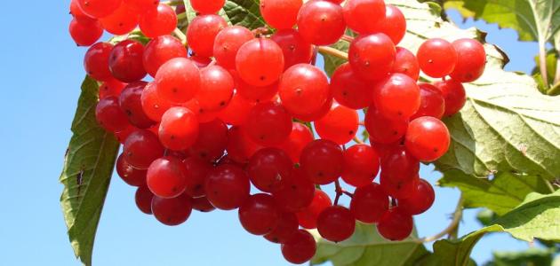 مزایای زغال اخته برای کلیه ها - موضوع