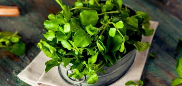 Watercress چیست - موضوع
